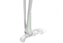 Distal Tibia Metafizer Plakları 3.5 / 4.5 mm